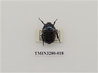 藏品(藍豔白點花金龜)的圖片